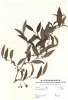 藏品(細葉菝契)的圖片